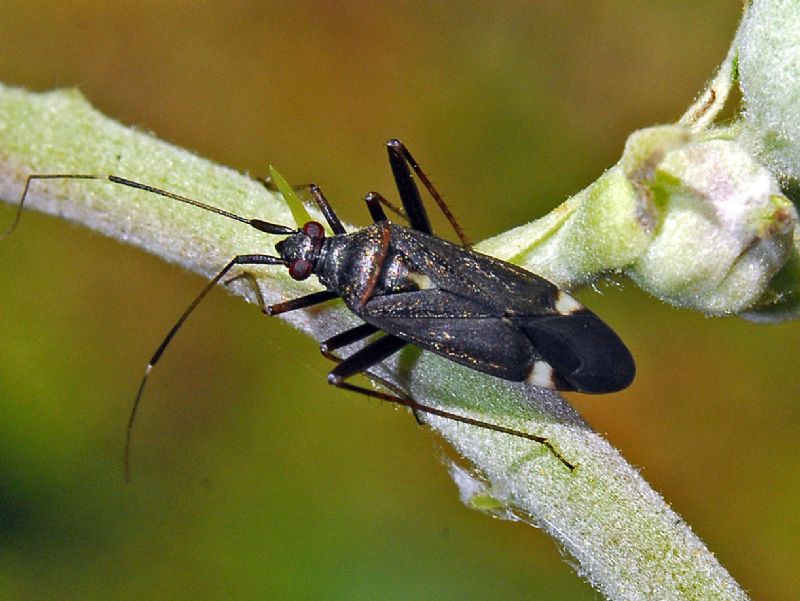 Miridae: Closterotomus ventralis